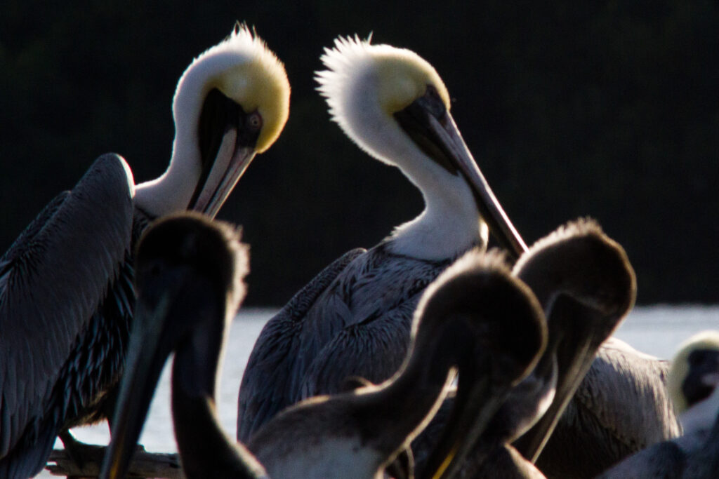 Brown Pelicans in Rio Lagartos Yucatan