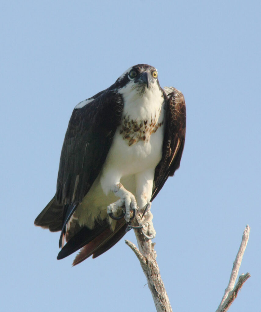 an Osprey seen on a tour with Rio Lagartos Adventures