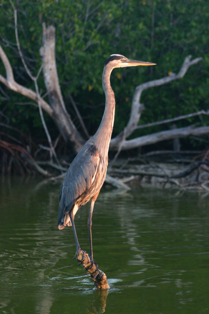 A Great Blue Heron in the Ria Lagartos Bio Sphere reserve photographed during a tour with Diego Nuñez