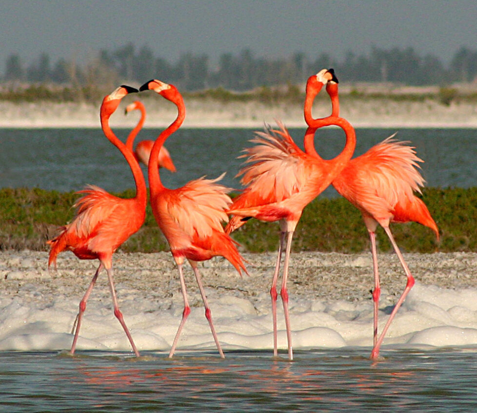 flamingos in Rio Lagartos,Yucatan