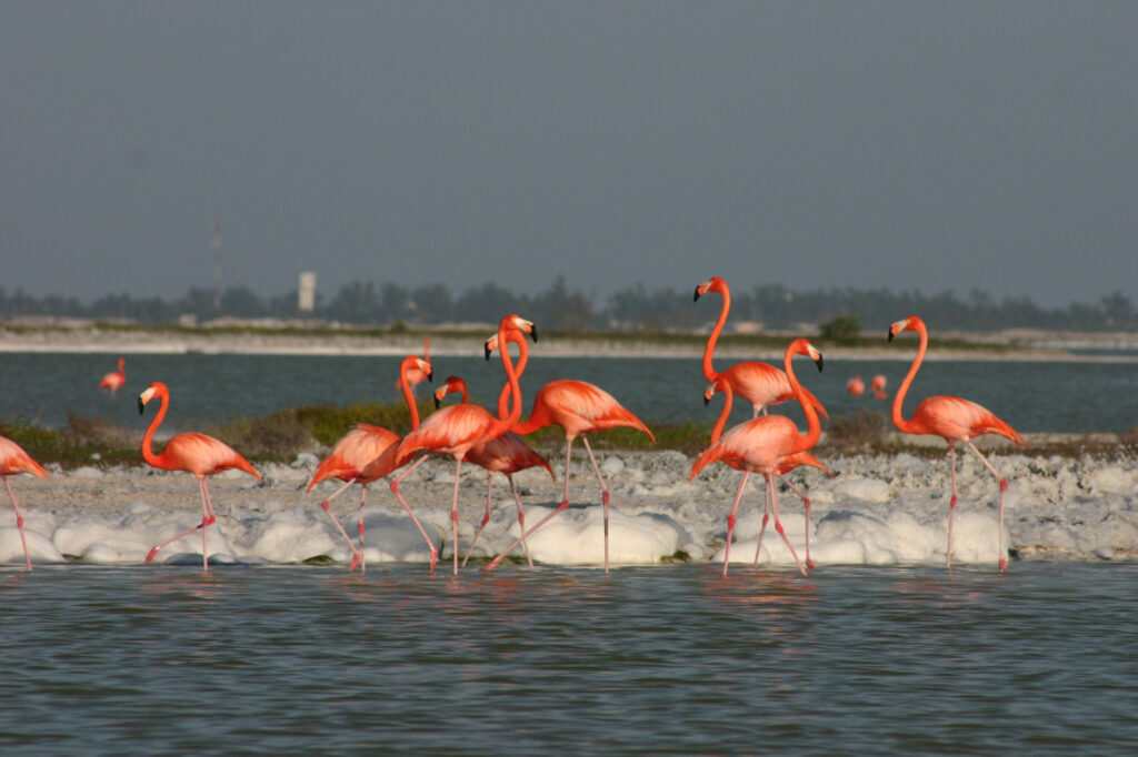 Flamingos during the spring Mating season in Rio Lagartos Yucatan