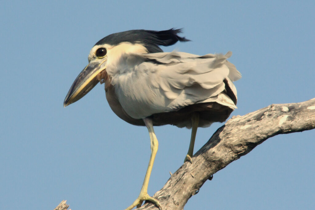 Boat Billed heron in Rio Lagartos Yucatan