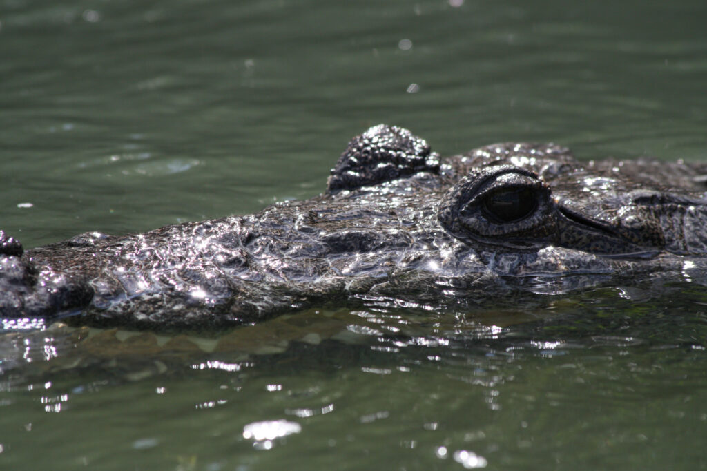 Crocodile seen on a nature tour with Rio Lagartos Adventures