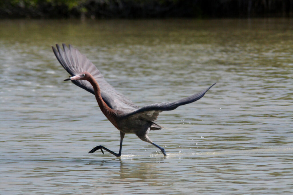 A reddish egret fishing in shallow water in the Rio Lagartos Bio Sphere reserve