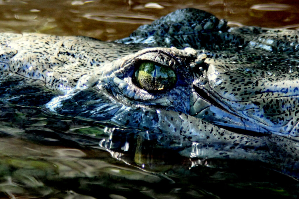Crocdile seen on a night tour with Rio Lagartos Adventures in Rio Lagartos Yucatan