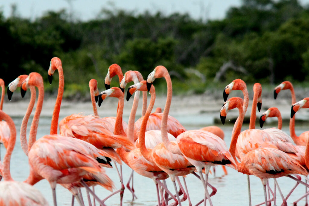 Rio Lagartos is home to aa flock of approximately 40,000 Flamingos