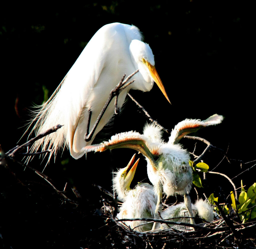 Egrets with chicks on a nest in Rio Lagartos. 