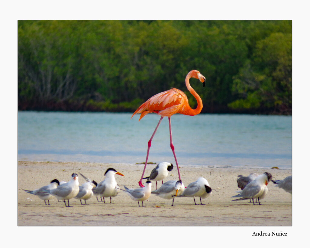 Flamingos and Black Skimmers in Rio Lagartos Bio Reserve