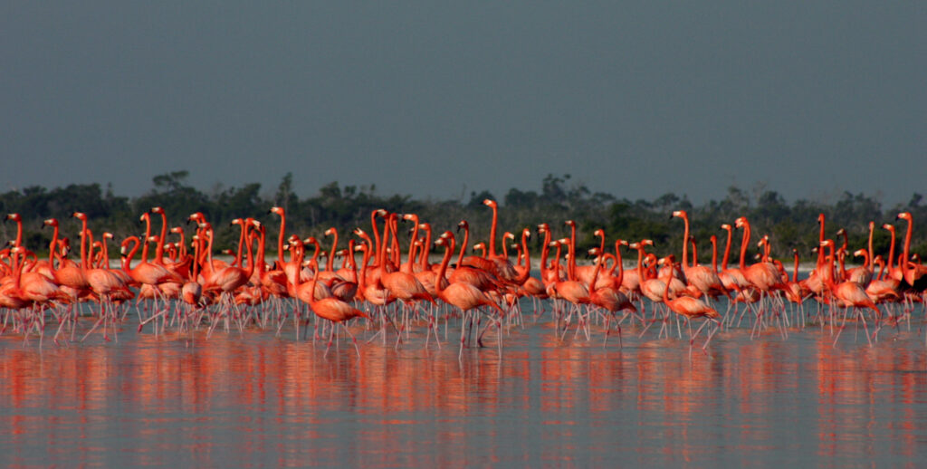 A large group of Flamingos in the Bio Reserve in Rio Lagartos Yucatan