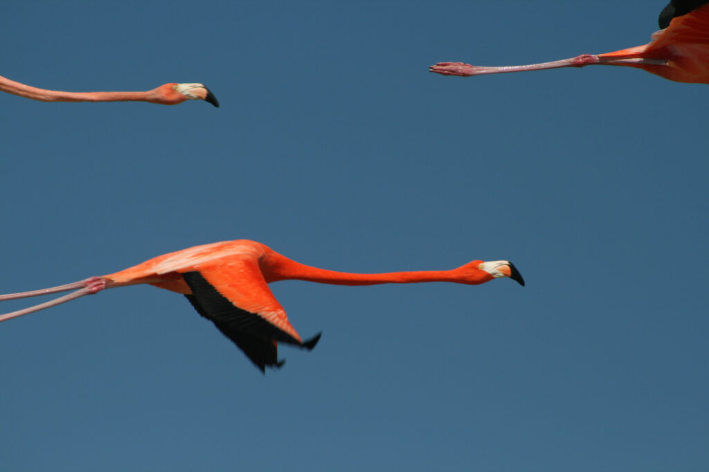 Flamingos in flight in Rio lagartos,yucatan